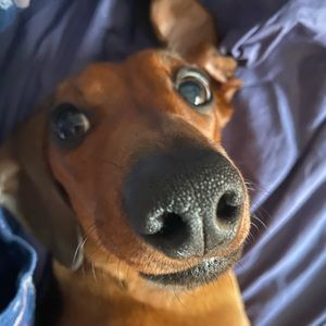 Meet your Posher, Imogene